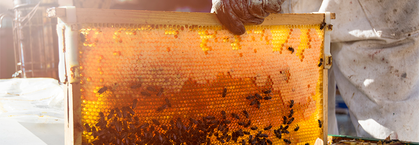 image-bee